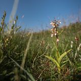 Orchideen auf der Insel Terschelling