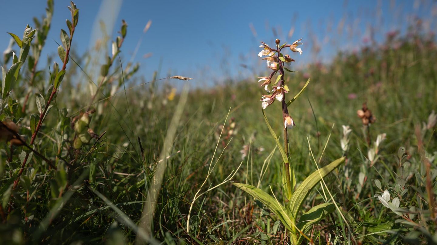 Orchideen auf der Insel Terschelling