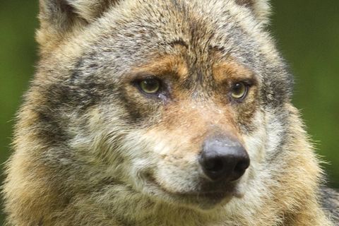 Dieser Wolf guckt etwas skeptisch