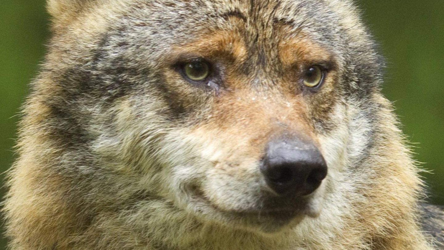 Can the wolf be shot down soon in Germany?
