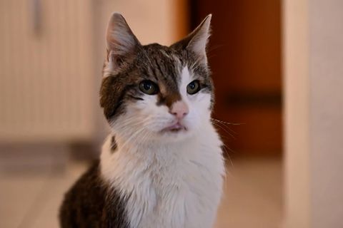 Kurioser Brief: Alter Kater soll jetzt GEZ-Gebühren zahlen