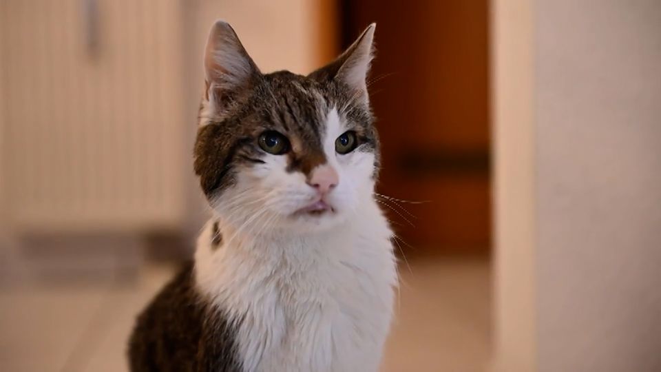 Kurioser Brief: Alter Kater soll jetzt GEZ-Gebühren zahlen Kurioser Brief: Alter Kater soll jetzt GEZ-Gebühren zahlen