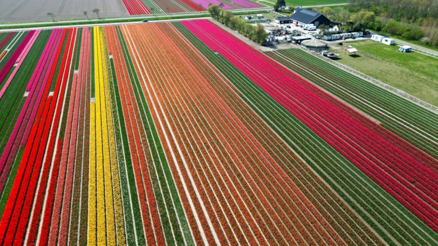 Tulpenzeit