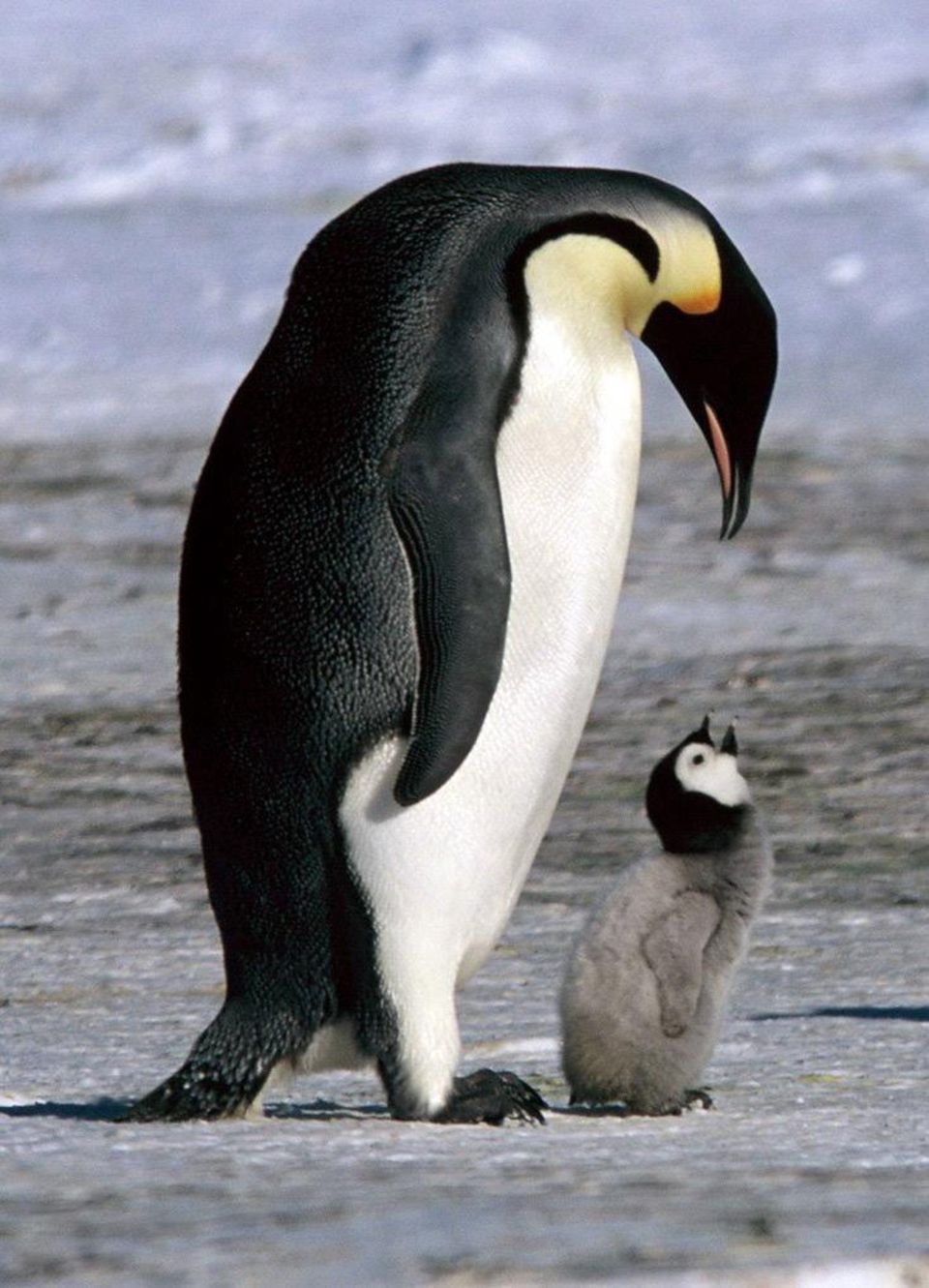 Pinguin Pärchen Pinguin Pärchen