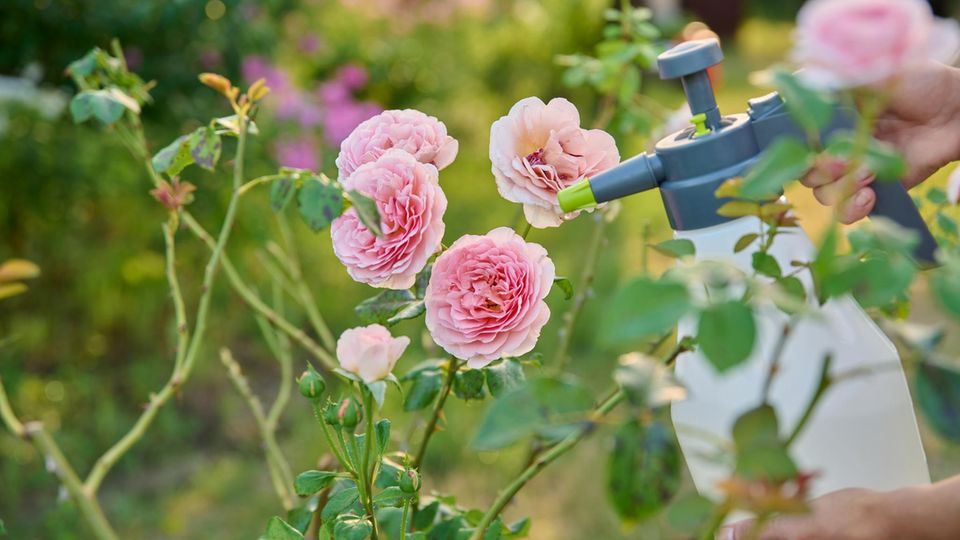 Rosen düngen mit Milch So stärkt es die Pflanzen wirklich STERN.de