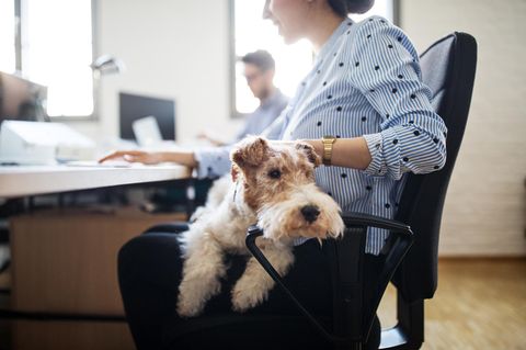 Hund im Büro