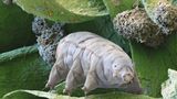 Bärtierchen