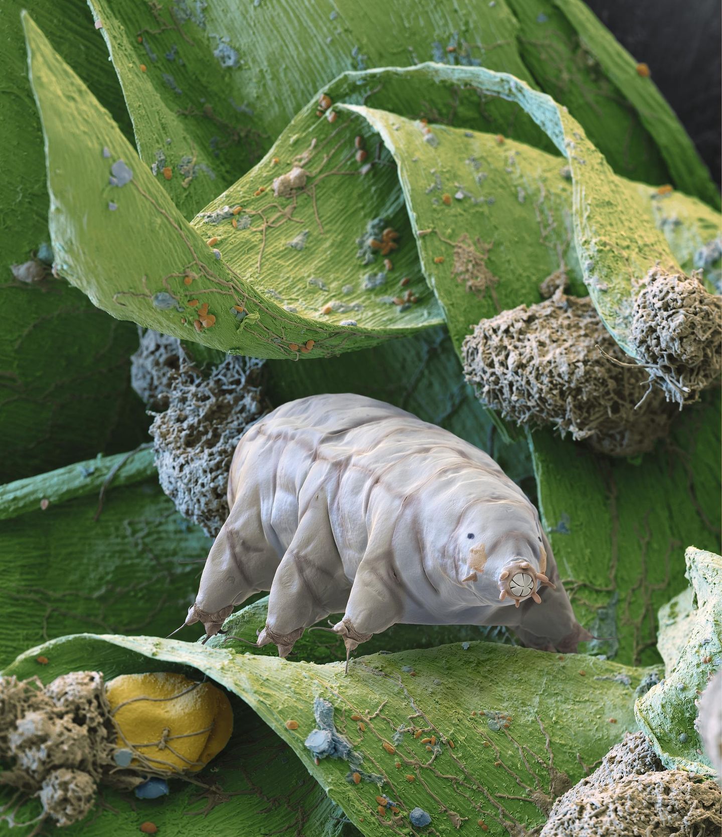 Bärtierchen