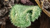 Wimpertierchen der Gattung Colpidium sind winzig, aber sie leisten der Wissenschaft einen großen Dienst. Weil die mit Wimpern überzogenen Einzeller gern in stark verschmutzten Gewässern hausen, dienen sie zusammen mit anderen Organismen der Mirkofauna als Indikatoren für die Belastung eines Gewässers