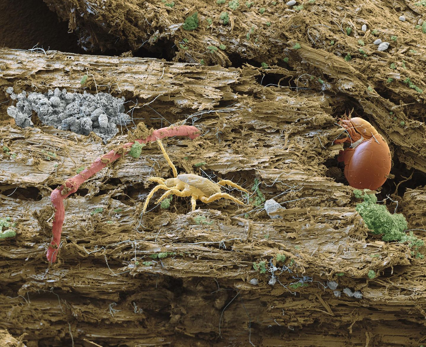 Raubmilbe und Hornmilbe und Borstenwurm