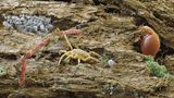Raubmilbe und Hornmilbe und Borstenwurm