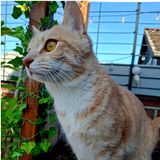 Kater Kurt, das Haustier unserer Affiliate-Redakteurin Anna Scheibe