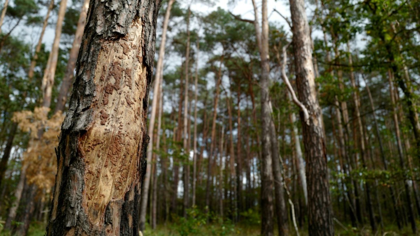 Insektenschäden im Wald