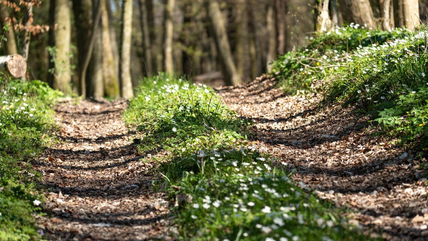 In einem solchen Wald bei Erzhausen trug sich angeblich etwas Rätselhaftes zu