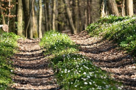 In einem solchen Wald bei Erzhausen trug sich angeblich etwas Rätselhaftes zu