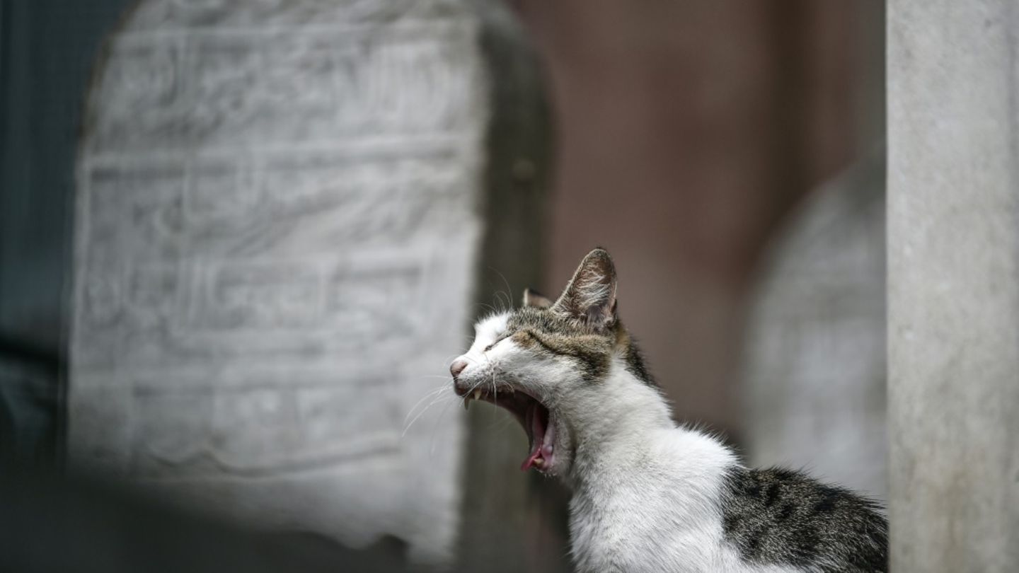 Katze