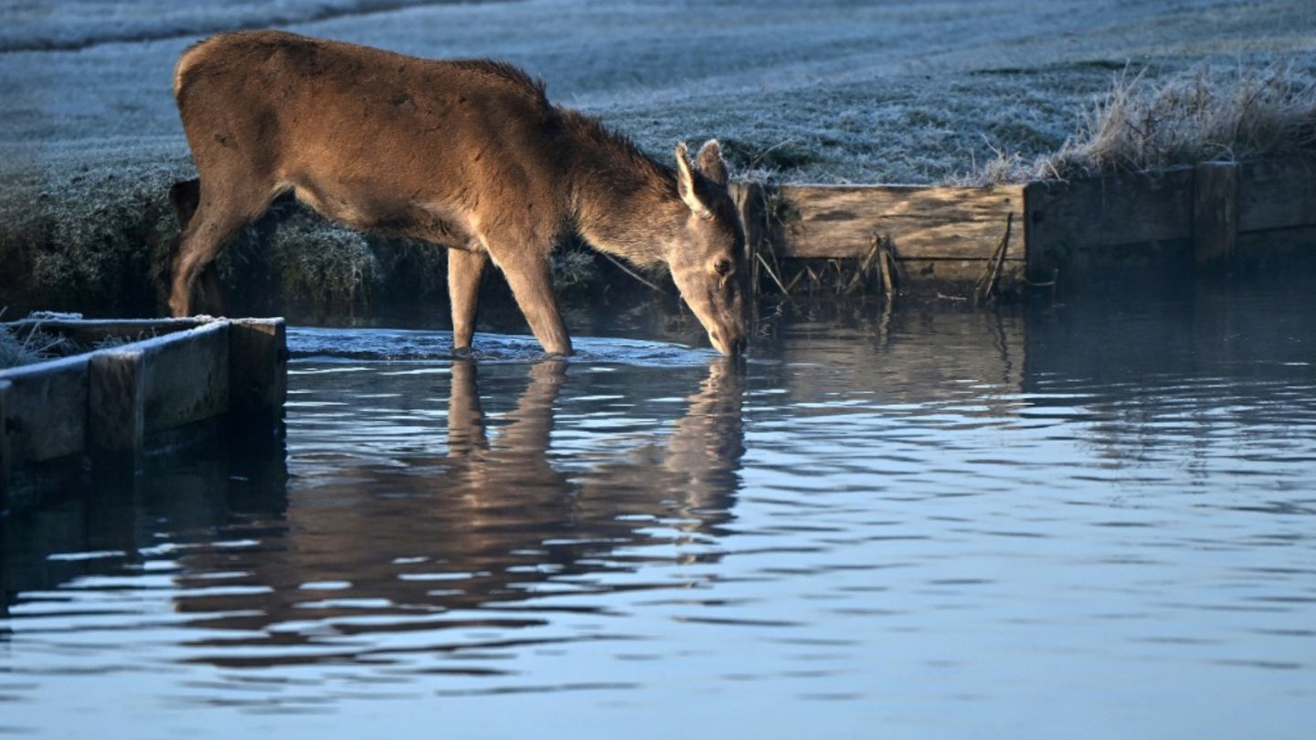 Reh an Teich