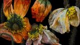 Foto aus der Reihe Wabi Sabi von Kathrin Linkersdorff
