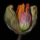 Foto aus der Reihe Wabi Sabi von Kathrin Linkersdorff