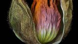Foto aus der Reihe Wabi Sabi von Kathrin Linkersdorff