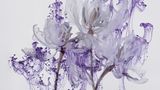 Foto aus der Reihe Fairies von Kathrin Linkersdorff