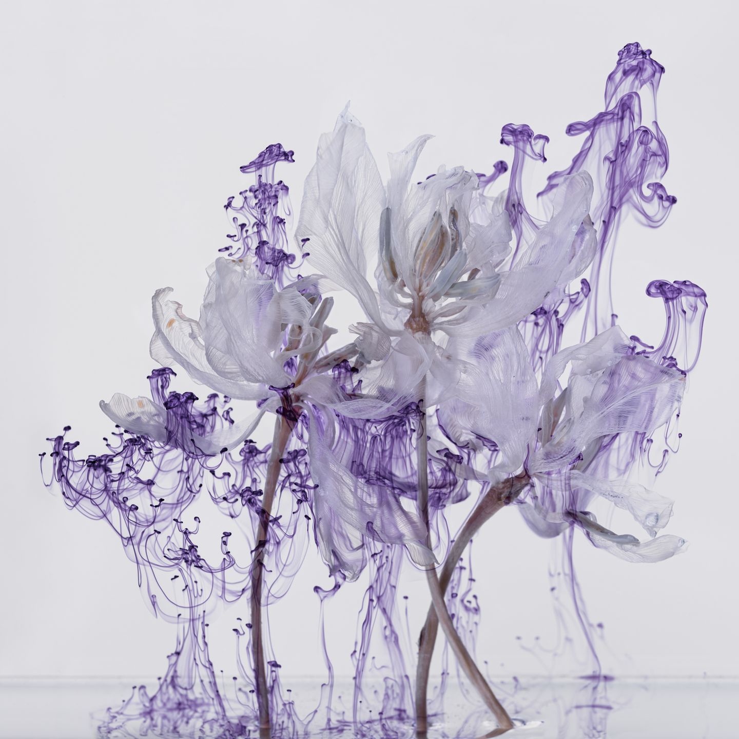 Foto aus der Reihe Fairies von Kathrin Linkersdorff