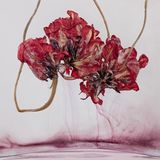 Bild aus der Reihe Floriszenzen von Kathrin Linkersdorff