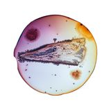 Foto aus der Reihe Microverse