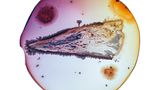 Foto aus der Reihe Microverse