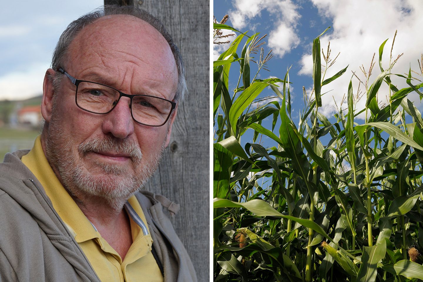 Landwirtschaftsmeister Hubert Roßkothen neben seinem Mais