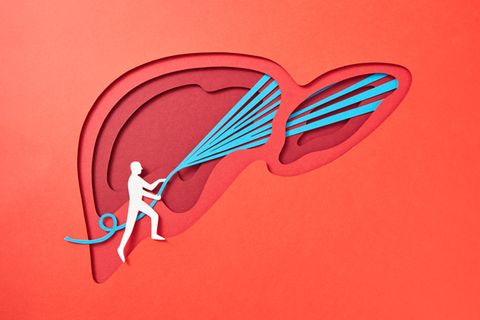 Illustration einer Fettleber, die mit einem Wasserschlauch symbolisch gereinigt wird