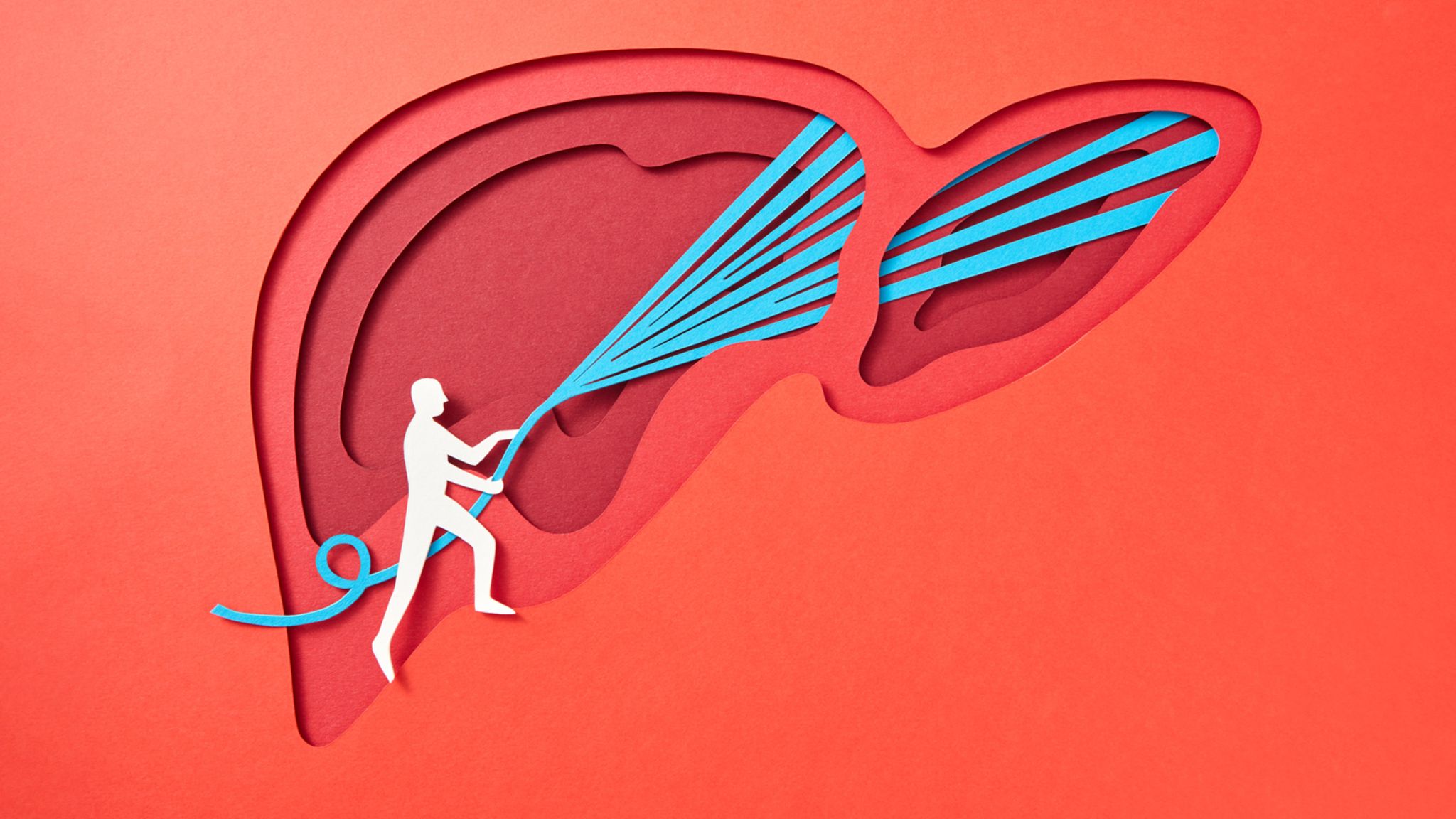 Illustration einer Fettleber, die mit einem Wasserschlauch symbolisch gereinigt wird