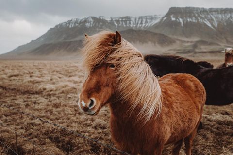Island: Pferd in Nahaufnahme mit verwehter Mähne, im Hintergrund verschneite Berge