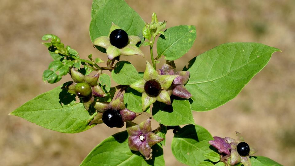 Die Tollkirsche blüht mit schwarzen Beeren. Die Pflanze ist extrem giftig
