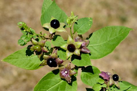 Die Tollkirsche blüht mit schwarzen Beeren. Die Pflanze ist extrem giftig