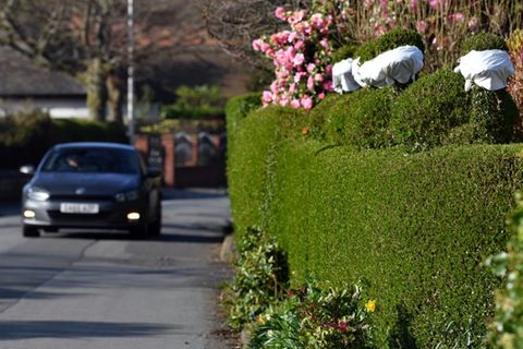 Hecke an einer Straße