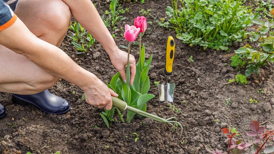 "Man glaubt, man sei erkältet": Gefährliches Hantavirus lauert bei Gartenarbeit Zwei pinke Tulpen werden in ein Beet eingepflanzt