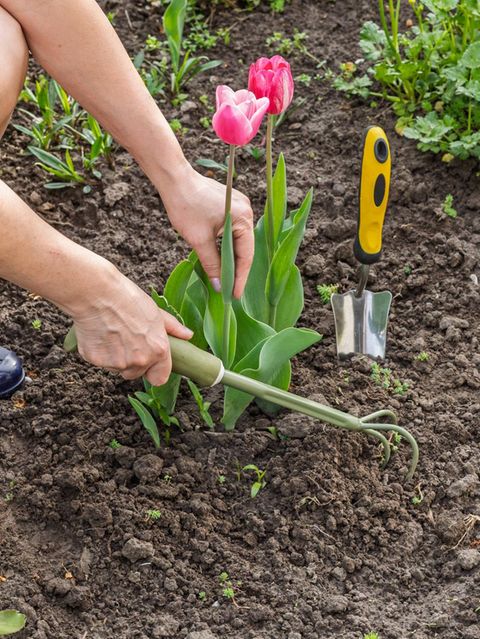 Zwei pinke Tulpen werden in ein Beet eingepflanzt
