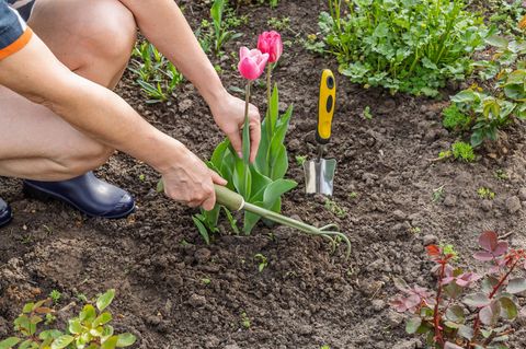 Zwei pinke Tulpen werden in ein Beet eingepflanzt