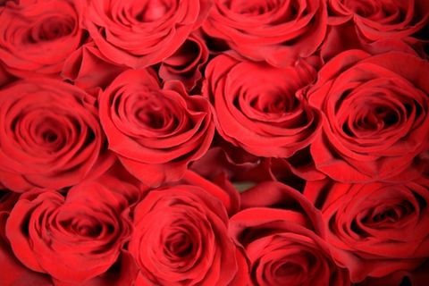 Ein Strauß roter Rosen