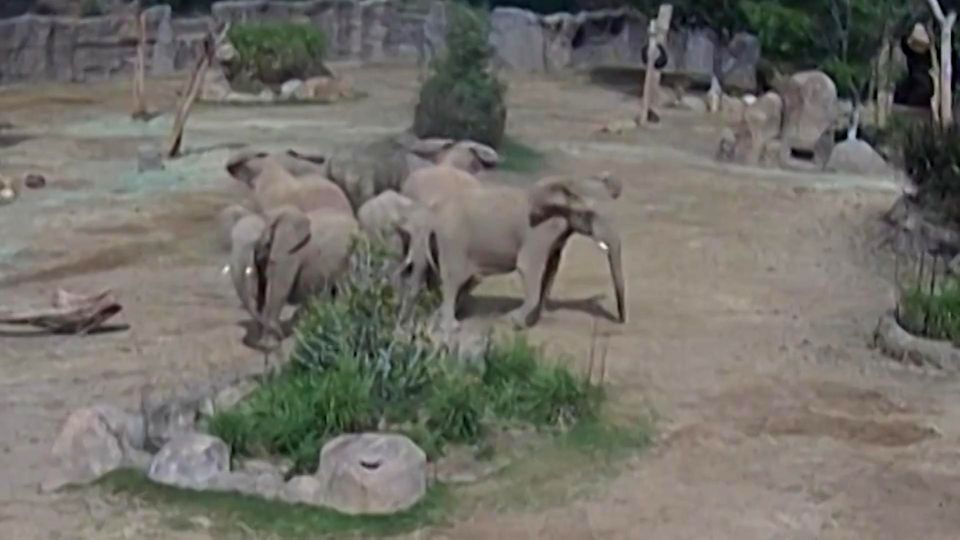 Erdbeben-Video zeigt, wie Elefanten auf Gefahren reagieren Erdbeben-Video zeigt, wie Elefanten auf Gefahren reagieren
