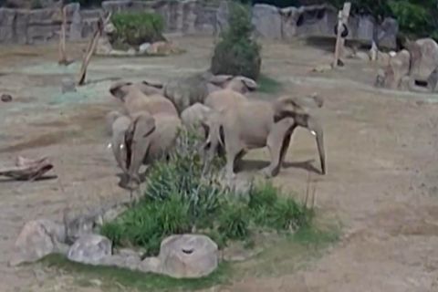 Erdbeben-Video zeigt, wie Elefanten auf Gefahren reagieren