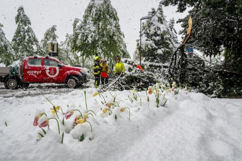 Umgestürzte Bäume behindern vielerorts Rettungseinsätze