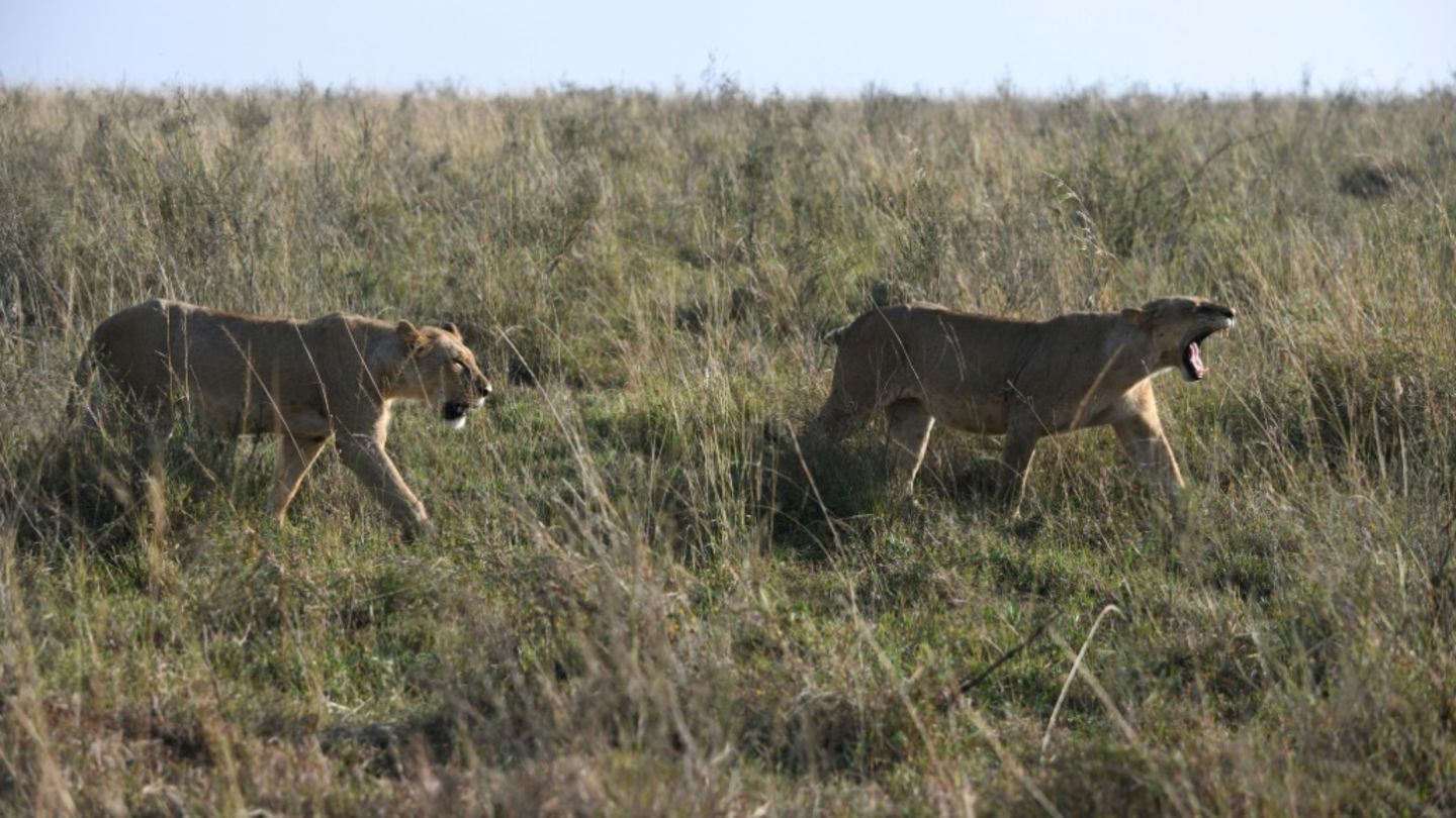 Löwen in Kenia