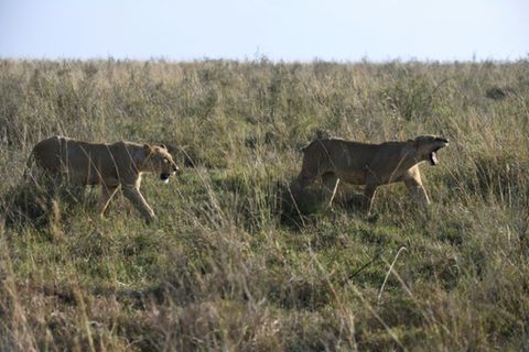 Löwen in Kenia
