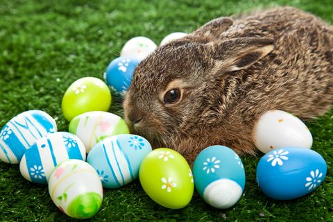 Ein Hase sitzt zu Ostern neben mehreren bunten Eiern