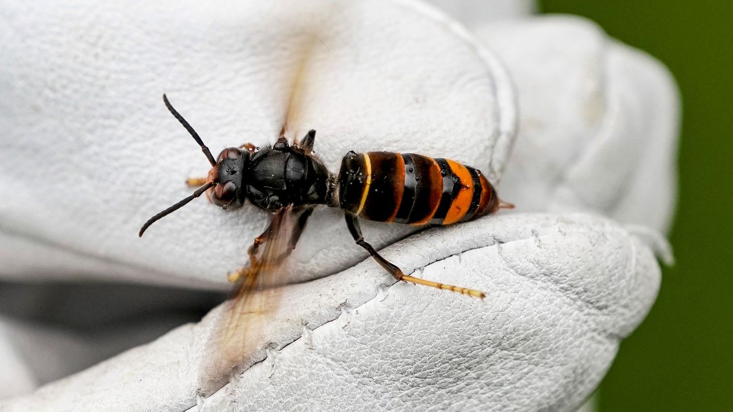 Invasive Art: Summende Invasion - Was gegen die Asiatische Hornisse hilft