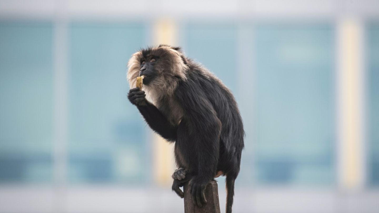 Bartaffe in Berliner Zoo