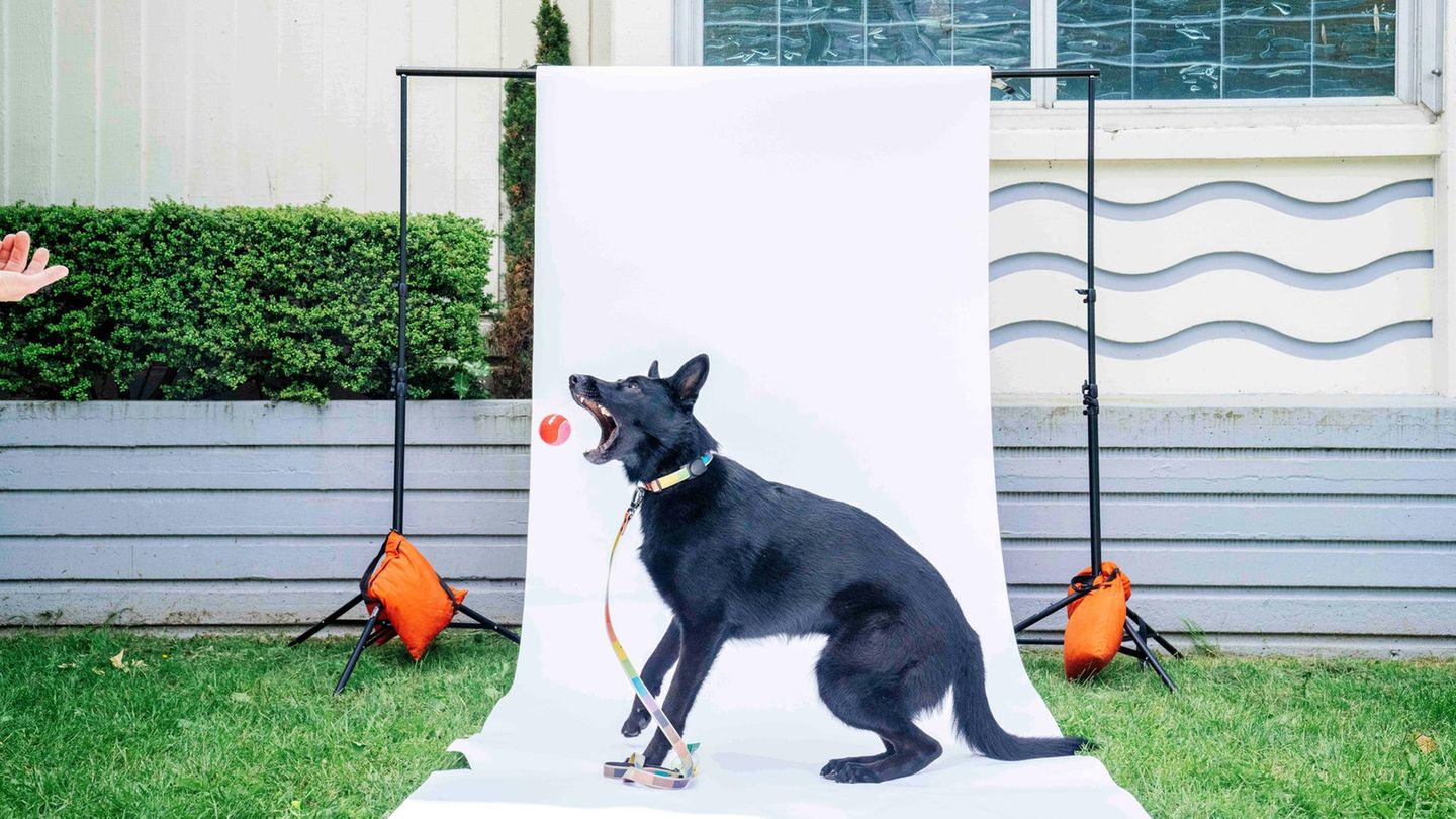 Akıllı dört ayaklı arkadaş: Köpek araştırmalarından büyüleyici bilgi