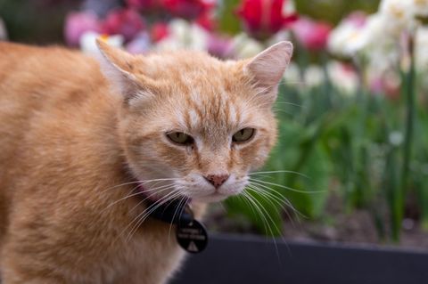 Eine Katze (Symbolbild)